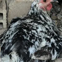 تعدادی مرغ گلین چند تاشون کوپ هستند