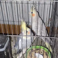 دو جفت عروس هلندی|پرنده|قم, زند آباد|دیوار