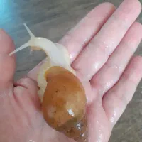 حلزون آچاتینا