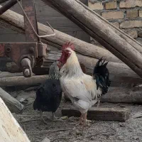 خروس|حیوانات مزرعه|قره پشتلو, |دیوار