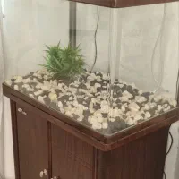 آکواریم|ماهی|شهر ری, علایین|دیوار