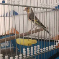 سهره قناری دهن سهره