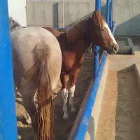 اسب|اسب و تجهیزات اسب‌سواری|پیشوا, |دیوار