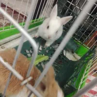 خرگوش تازه علف خوار شده از شیر مادر تغذیه شده|موش و خرگوش|مشهد, انقلاب|دیوار