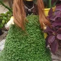 سبزه عروسک مخصوص عروسی