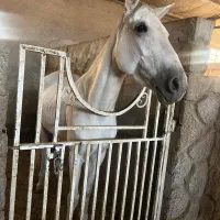 فروش ۲راس مادیون و نریون اصیل|اسب و تجهیزات اسب‌سواری|رفسنجان, |دیوار