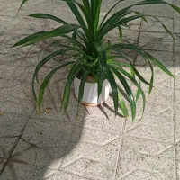 گل پاندانوس