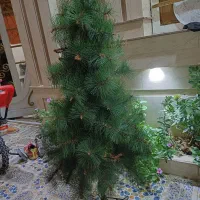 درخچه کاج درحدنو|گل و گیاه طبیعی|مسجد سلیمان, |دیوار