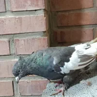 فروش جوجه سینه قهوه‌ای