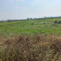 فروش زمین شالیزار