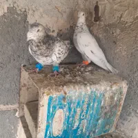 کبوتر چپ سیاه افشون