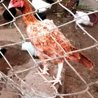 مرغ و خروس لاری|حیوانات مزرعه|بندرعباس, |دیوار