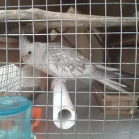 فروش و یا|حیوانات مزرعه|بندرعباس, |دیوار