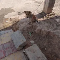 سگ پا کوتاه|سگ|شوشتر, |دیوار