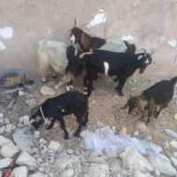 دوتا بز کهره دار و دوباره ابسن|حیوانات مزرعه|خورموج, |دیوار