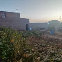 گاوداری صنعتی همراه باغ پسته|فروش دفتر صنعتی، کشاورزی، تجاری|شادمهر, |دیوار