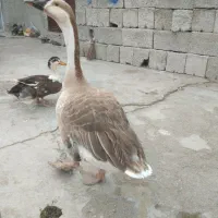 غاز نر