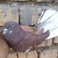 کفتر پرشی