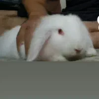 خرگوش لوپ سفید|موش و خرگوش|رودسر, |دیوار