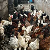 فروش مرغ تخمگذار و نیمچه گلپایگانی|حیوانات مزرعه|رشت, لاکان شهر|دیوار