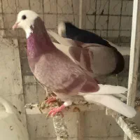 ۵تاا کفتر شازده مهر دست و دم سفید .نر شازده زرد|پرنده|تهران, بیسیم|دیوار