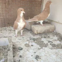 شهری زردوسینه سبز|پرنده|شیراز, اکبر آباد|دیوار