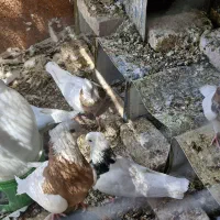 7 جفت طوقی زرین ، لیمویی و سیاه|پرنده|بافق, |دیوار