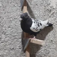 ماده سینه ودمبی|پرنده|شیراز, آزادگان|دیوار