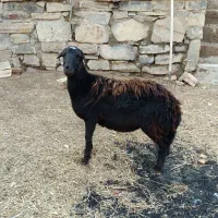 فروش بره ماده عالیی