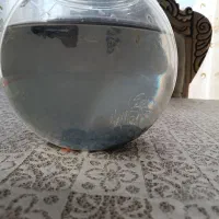 ماهی گپی|ماهی|تبریز, |دیوار