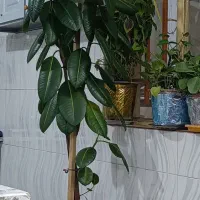 گل تزیینی طبیعی|گل و گیاه طبیعی|اشترینان, |دیوار