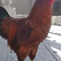 خروس محلی دورگه