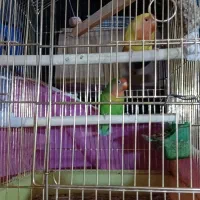 طوطی برزیلی