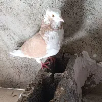 فروش دو ماده زرد گرگی