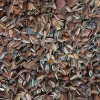 تخمه افتاب گردان|حراج|کدکن, |دیوار