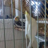 عروس هلندی