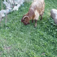 یک راس بز جوان به همراه بزغاله