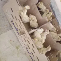 جوجه بیوتی(فوق سنگین)|حیوانات مزرعه|قزوین, |دیوار