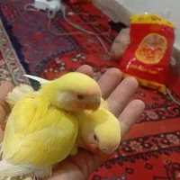 جفت طوطی کتوله اهلی