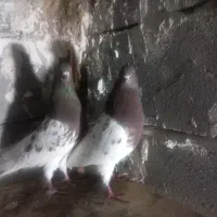 کبوتر|پرنده|تبریز, |دیوار