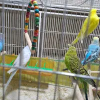 مرغ عشق با قفس و وسایل