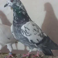 کبوتر|پرنده|مشگین شهر, |دیوار