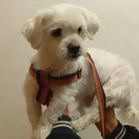 واگذاری سگ شیتزو مالتیز قیمت3