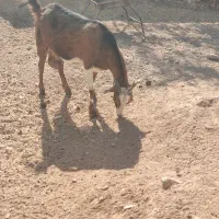 فروش بز