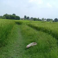 ۳هزارمتر زمین کشاورزی سیابیل ،رضوانشهر|فروش زمین و ملک کلنگی|رضوانشهر, |دیوار