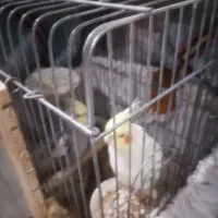 عروسذهلندی