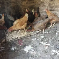 مرغ محلی ولاری|حیوانات مزرعه|اشتهارد, |دیوار