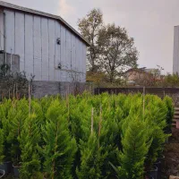 کاج لاوسون|گل و گیاه طبیعی|ایزدشهر, |دیوار