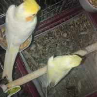 عروس هلندی