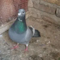 کبوتر پلاکی